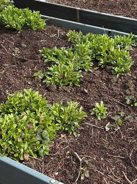 Photo of free Forget-me-nots (Ashford, Surrey TW15) #2