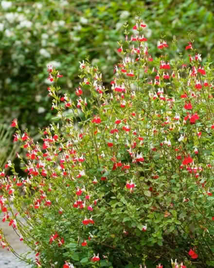 Photo of free Salvia hot lips plant (Oakridge RG21) #3