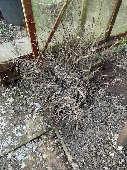 Photo of free Salvia hot lips plant (Oakridge RG21) #2