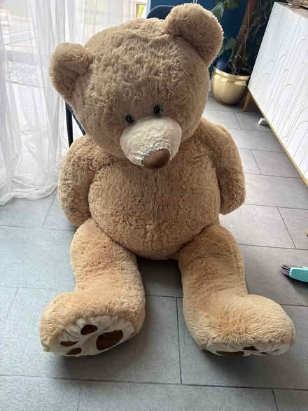 Photo of free Giant Costco teddy bear (L16 Childwall) #1