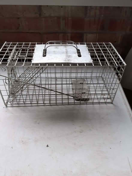 Photo of free Squirrel Trap (North Ascot SL5) #1