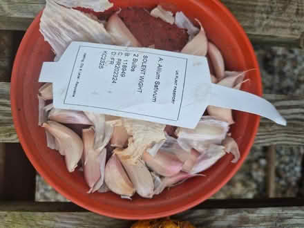 Photo of free Onion and Garlic bulbs for planting (Harley Shute TN38) #1