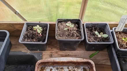 Photo of free Jade Plants (Hill Head, PO14 2) #3