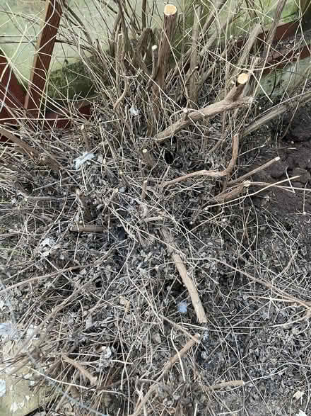 Photo of free Salvia hot lips plant (Oakridge RG21) #1