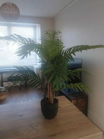 Photo of free Fake Plant (Reddish SK5) #1