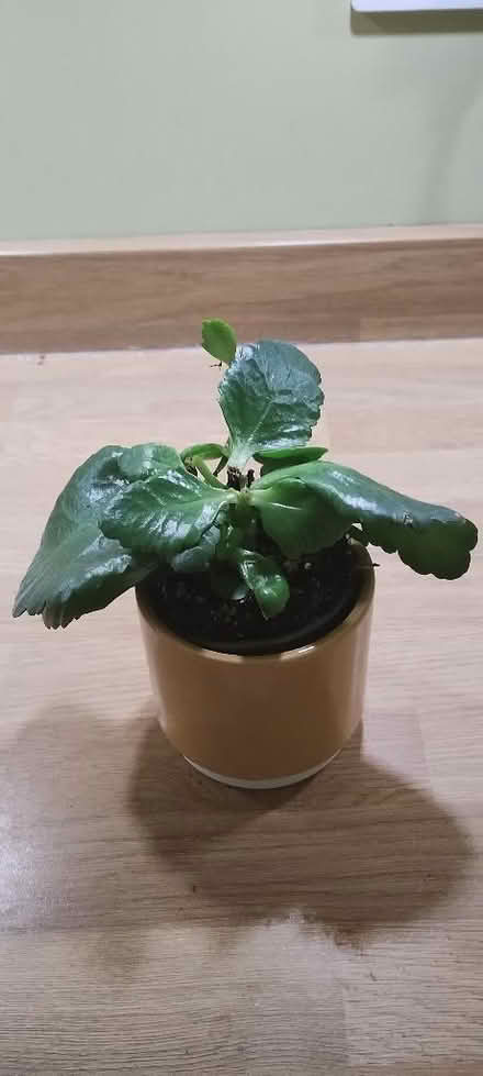 Photo of free White kalanchoe plant (Royston SG8) #1