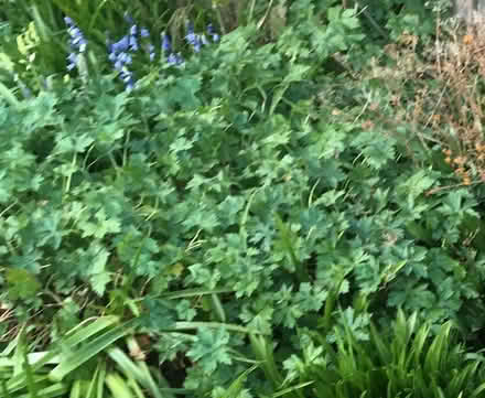 Photo of free True geranium (hardy) (Trumpsgreen GU25) #1