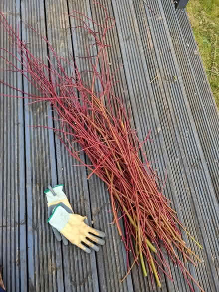 Photo of free Dogwood stems / cuttings (Kidlington OX5) #1