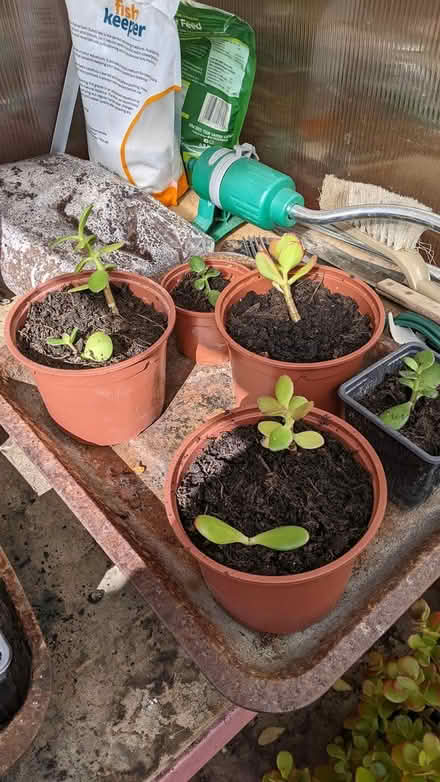 Photo of free Jade Plants (Hill Head, PO14 2) #2