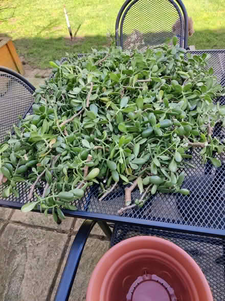 Photo of free Large quantity of Jade plant cuttings. (Hanworth RG12) #1