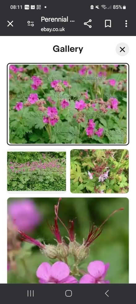 Photo of free Perennial Geranium roots/clippings (M34 Dane Bank) #2
