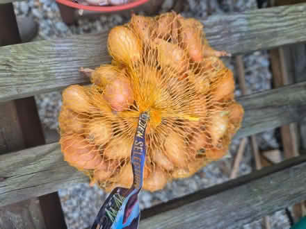 Photo of free Onion and Garlic bulbs for planting (Harley Shute TN38) #2
