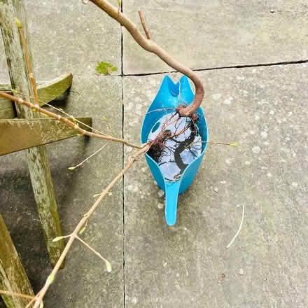 Photo of free Tree Saplings x5 - Field Maple (City of Bristol BS5) #3