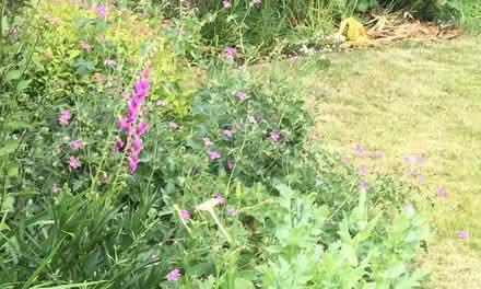 Photo of free True geranium (hardy) (Trumpsgreen GU25) #2