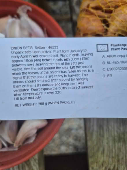 Photo of free Onion and Garlic bulbs for planting (Harley Shute TN38) #3