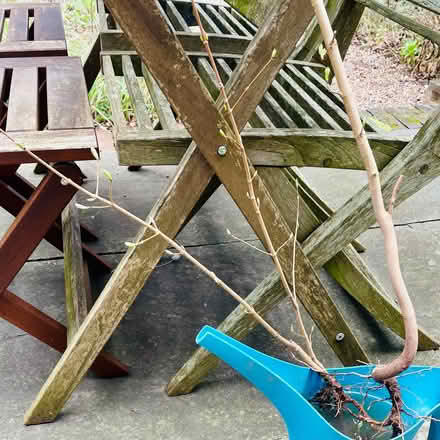 Photo of free Tree Saplings x5 - Field Maple (City of Bristol BS5) #1