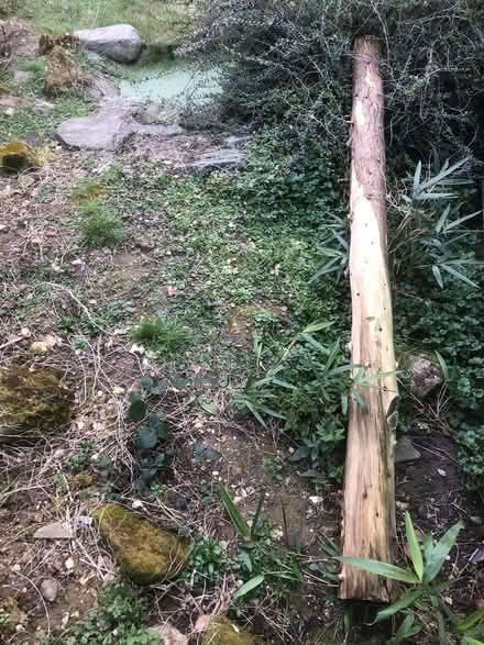 Photo of free Tree trunk pole (Walderslade ME5) #1
