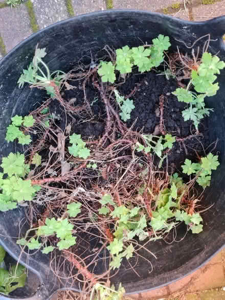 Photo of free Perennial Geranium roots/clippings (M34 Dane Bank) #4