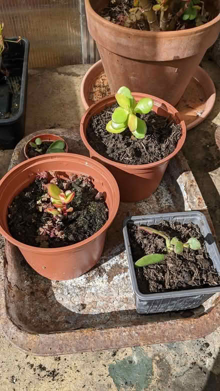 Photo of free Jade Plants (Hill Head, PO14 2) #1
