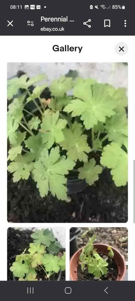 Photo of free Perennial Geranium roots/clippings (M34 Dane Bank) #3