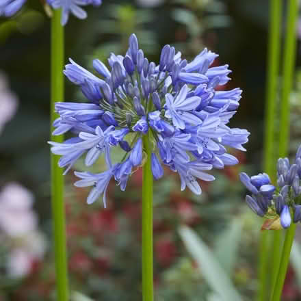 Photo of free Blue Agapanthus (Fairview) #1
