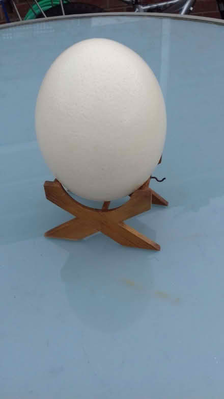 Photo of free Ostrich egg (Heald Green SK8) #1