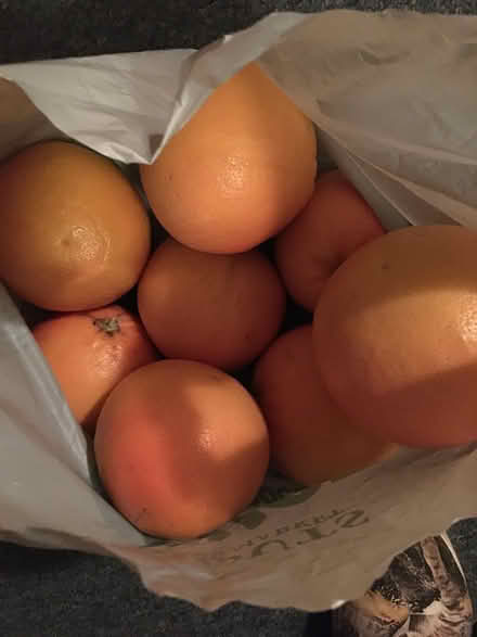 Photo of free Pink grapefruit- 95014 (Prospect/Stelling) #1