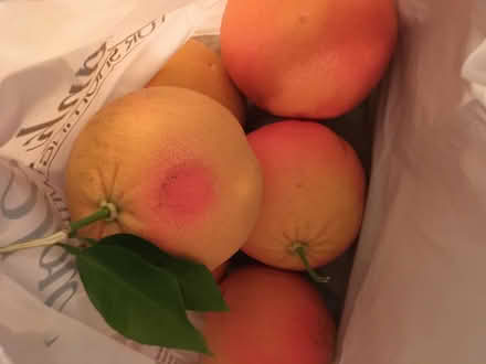 Photo of free Pink grapefruit- 95014 (Prospect/Stelling) #2
