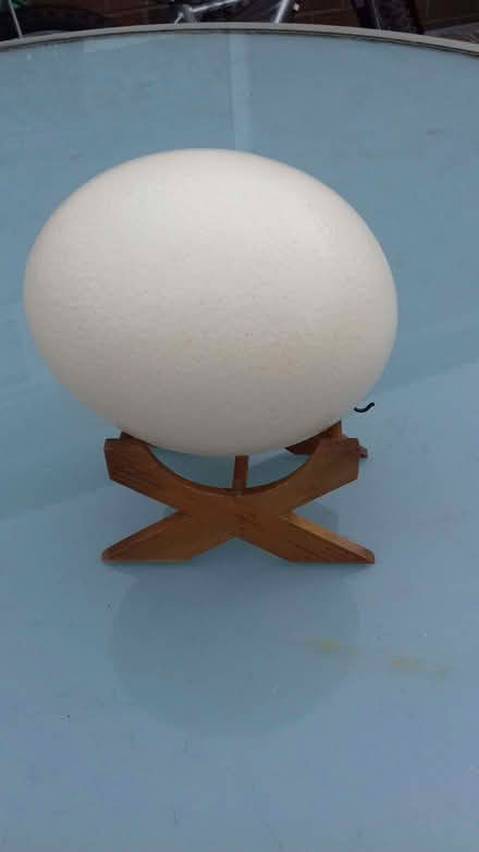 Photo of free Ostrich egg (Heald Green SK8) #2