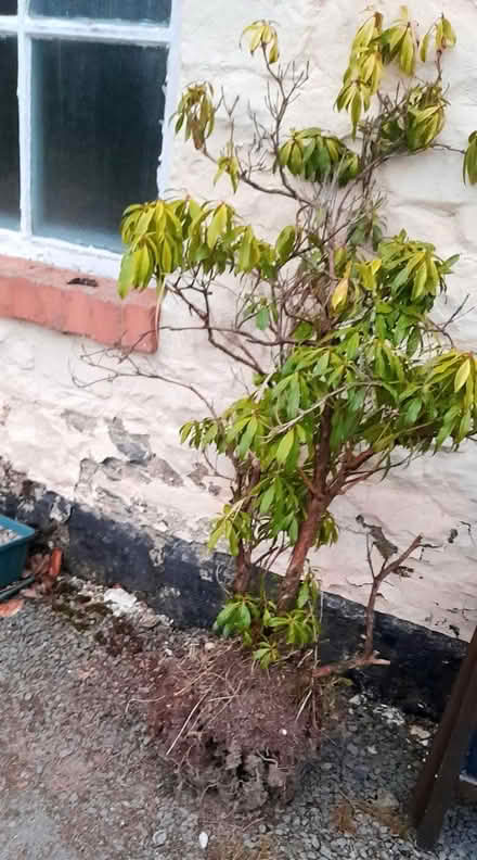 Photo of free Shrubs (LD16) #1
