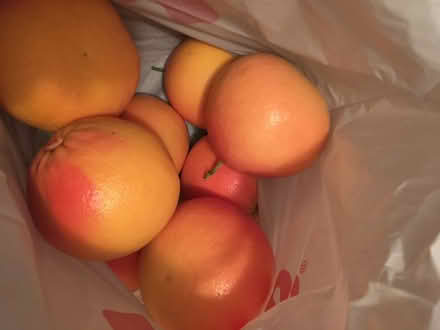 Photo of free Pink grapefruit- 95014 (Prospect/Stelling) #3
