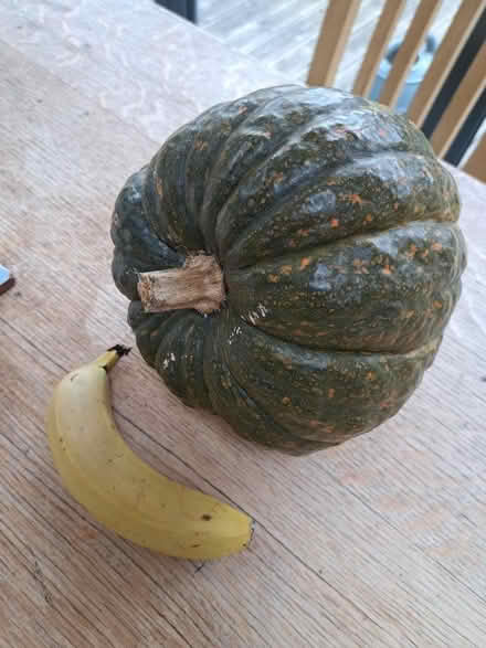 Photo of free Organic squash (Weston) #1