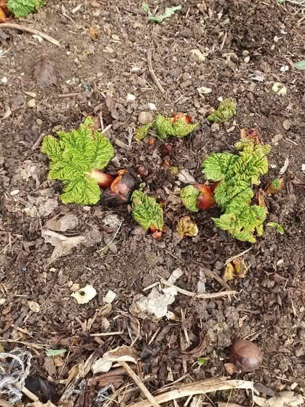 Photo of free Rhubarb Crowns (Marston OX3) #1