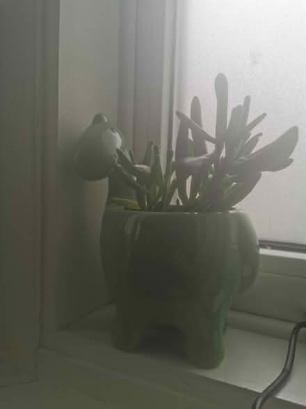Photo of free Succulent in dinosaur planter (Ore TN35) #1