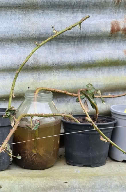 Photo of free Blackberry Bush (CT12) #1