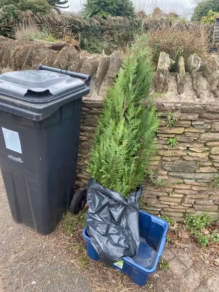 Photo of free 2-3 YO conifer (BS16) #1