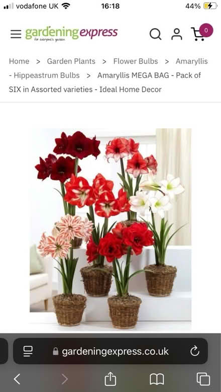 Photo of free Amaryllis bulbs (Near Cameron Toll EH16) #1