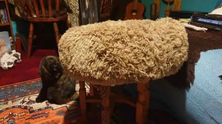 Photo of free Cat Bed (Brighton, BN2 1JB) #2