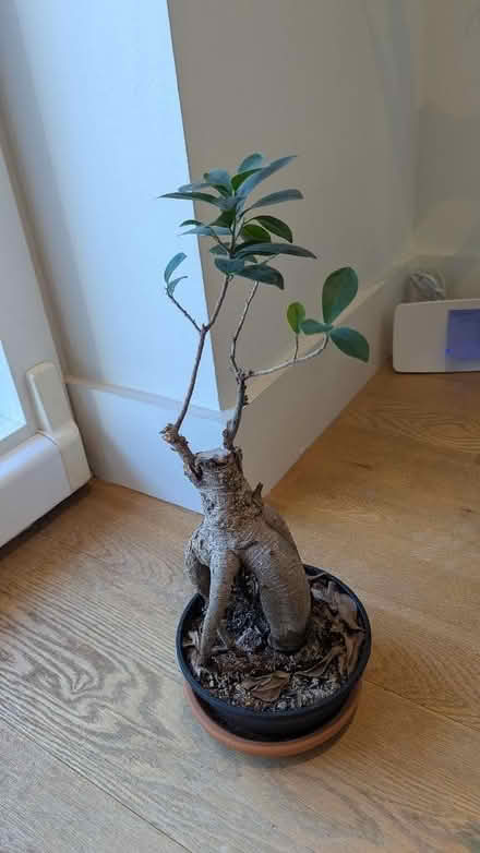 Photo of free Assorted plants (Finsbury Park N7) #2