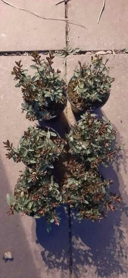 Photo of free Hebe shrubs (Nunnery Wood WR5) #1