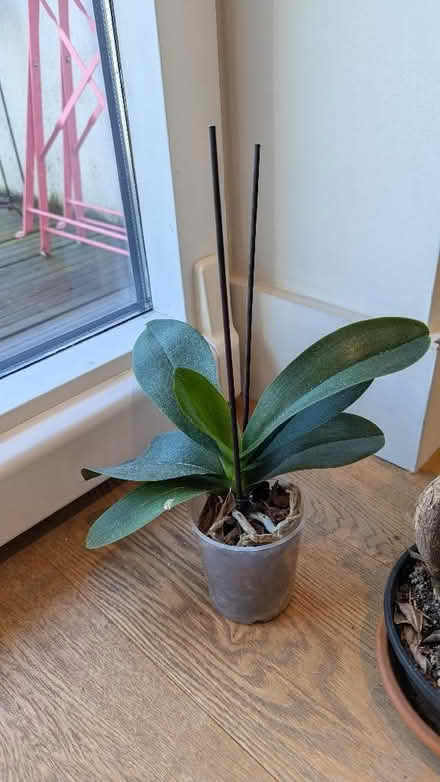 Photo of free Assorted plants (Finsbury Park N7) #3