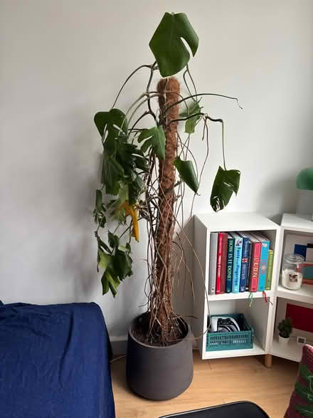Photo of free Monstera Deliciosa (NW6, Brondesbury Park) #1