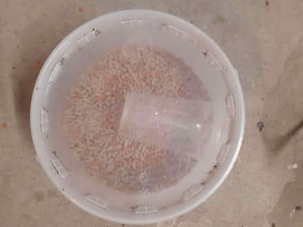 Photo of free Fish food (Gamston CP NG2) #3