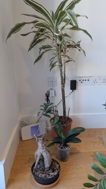 Photo of free Assorted plants (Finsbury Park N7) #1