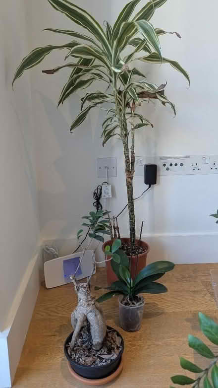 Photo of free Assorted plants (Finsbury Park N7) #1