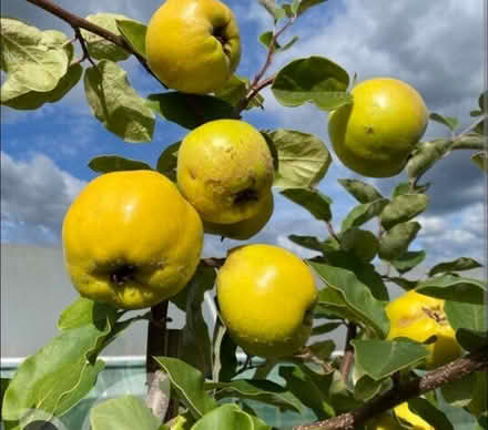 Photo of Quince tree (or pear) (EN11 rye house area) #1