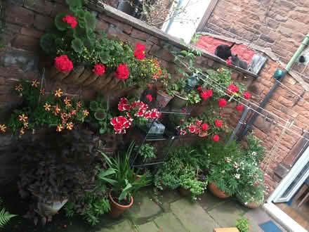 Photo of free Wall-hanging garden troughs (Penrith CA11) #2