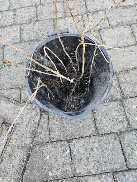 Photo of free Bare root gooseberry sapling (Northgate Village CH2) #1