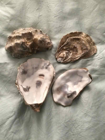 Photo of free 22 Oyster Shells (Pokesdown BH5) #1