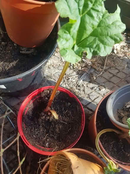 Photo of free Rhubarb crowns (Loughborough LE11) #4